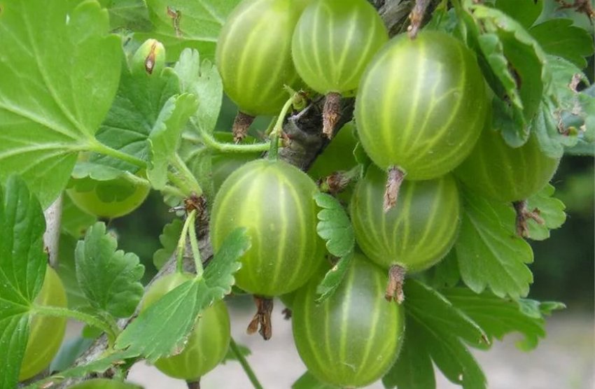 Агрус Уральський смарагд