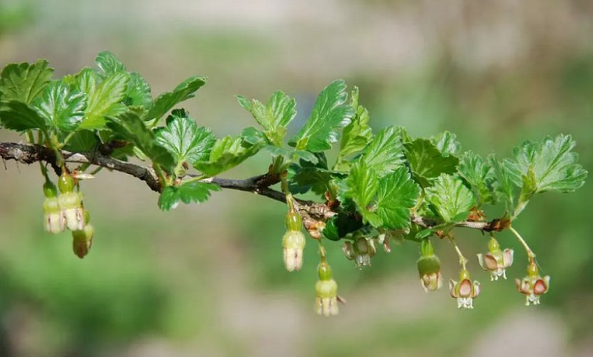 Цвітіння агрусу Цвітіння агрусу