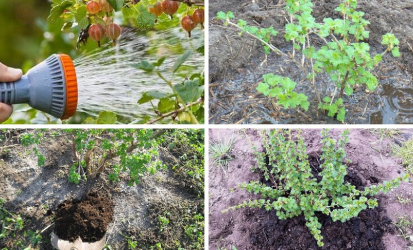 Догляд за кущем агрусу Догляд за кущем агрусу