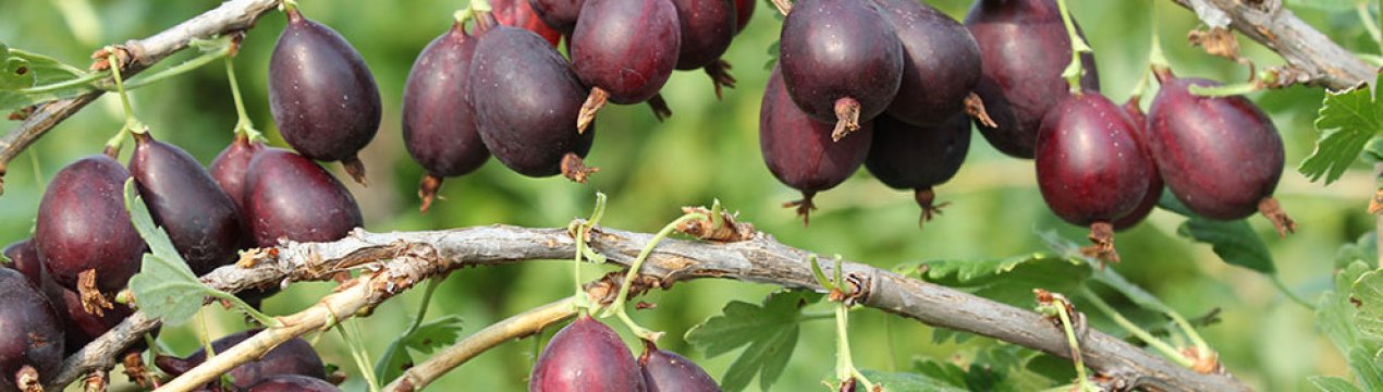 Агрус Кооператор: характеристика, особливості вирощування і розмноження