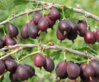 Агрус Кооператор: характеристика, особливості вирощування і розмноження