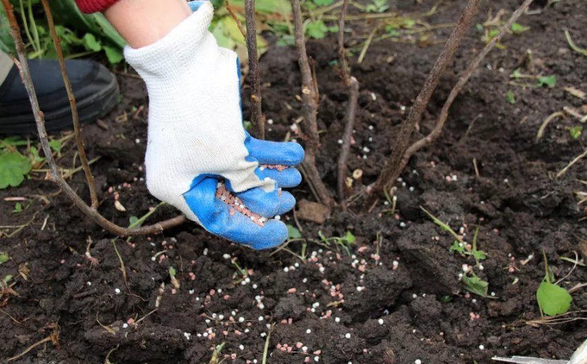 Підживлення агрусу Підживлення агрусу