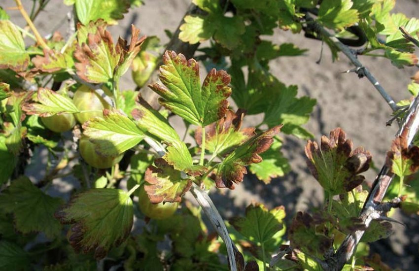 Антракноз агрусу Антракноз агрусу