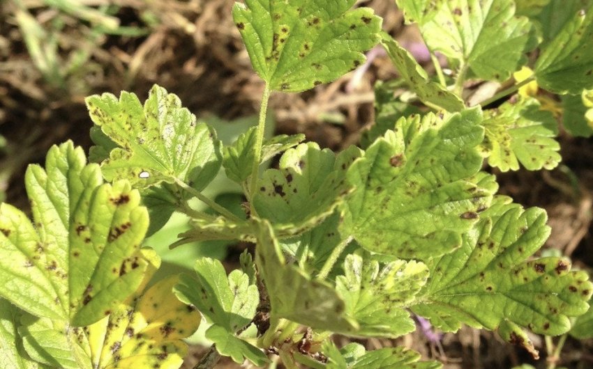 Септоріоз агрусу Септоріоз агрусу