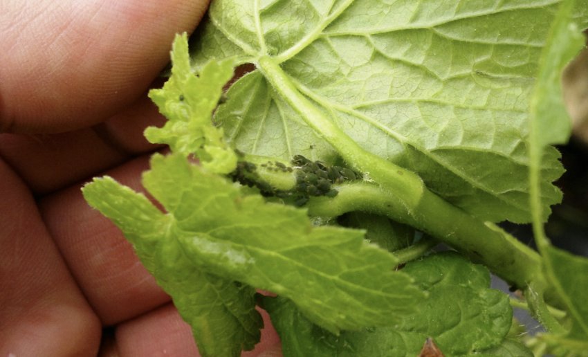 Колонія попелиці на аґрусі Колонія попелиці на аґрусі