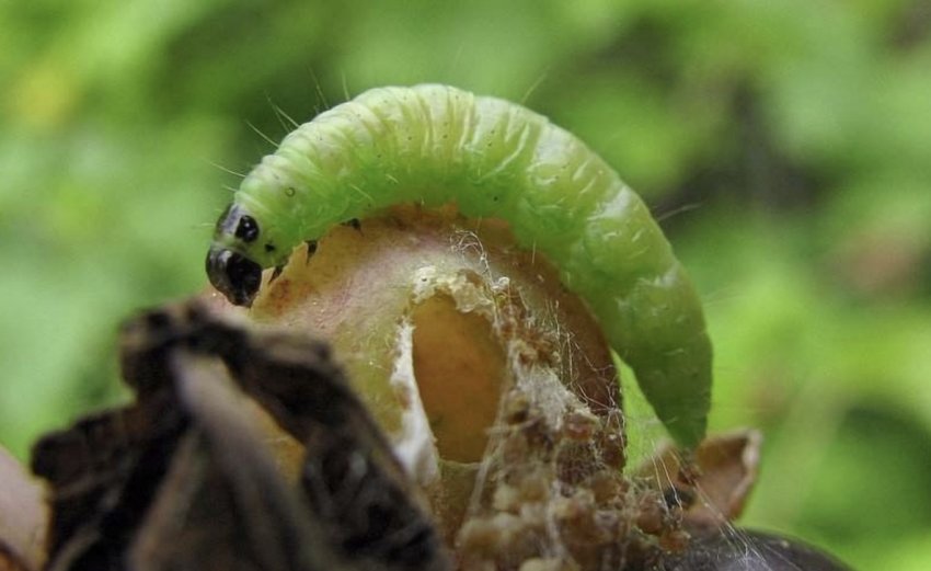 Личинка вогнівки на аґрусі Личинка вогнівки на аґрусі