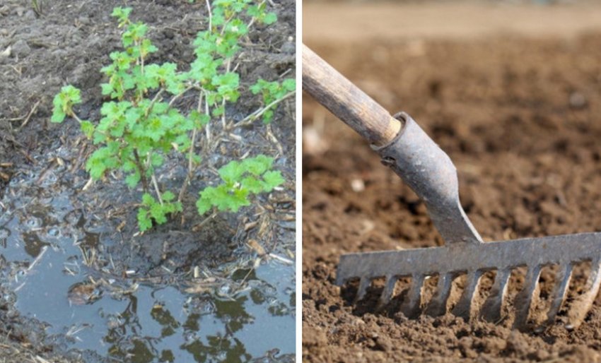 Розпушування та полив ґрунту Розпушування та полив ґрунту