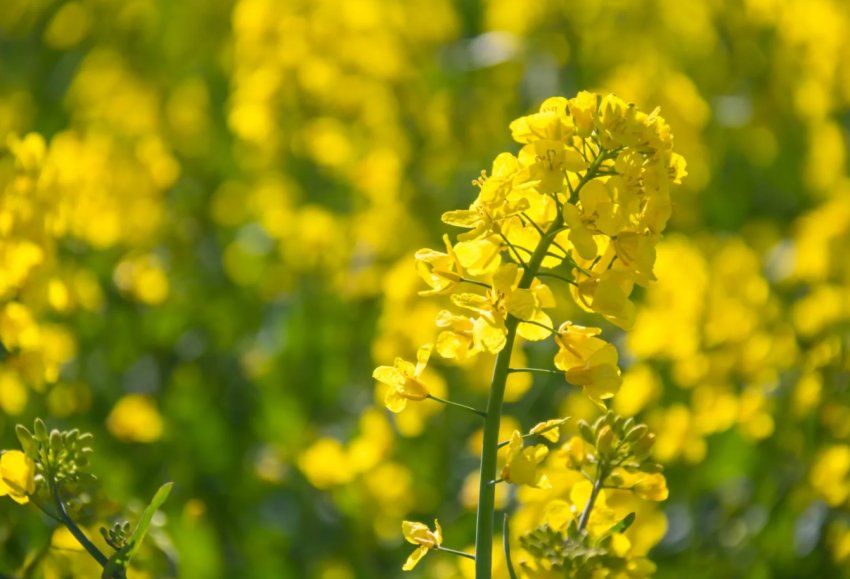 В Одеській області вдалося врятувати від пожежі 80 гектарів ріпаку