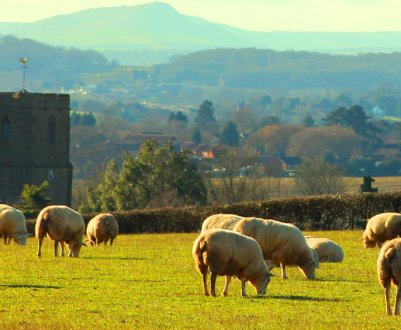 У Шотландії створена нова група для управління сільськогосподарською політикою