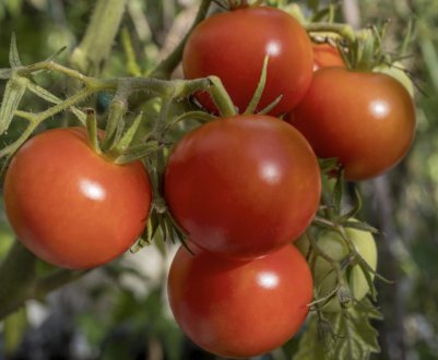 Помідори Полбиг f1: опис, агротехніка вирощування