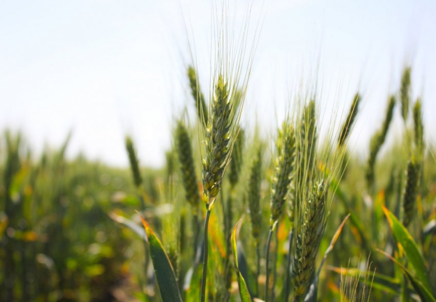 Аграрії південних областей України повідомляють про рівень врожайності озимих культур і гороху