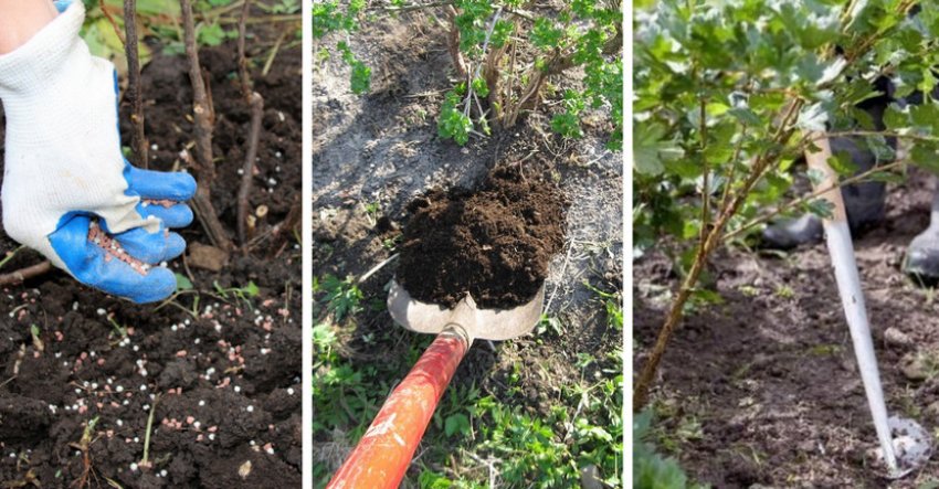 Удобрення, підживлення і прополка Удобрення, підживлення і прополка