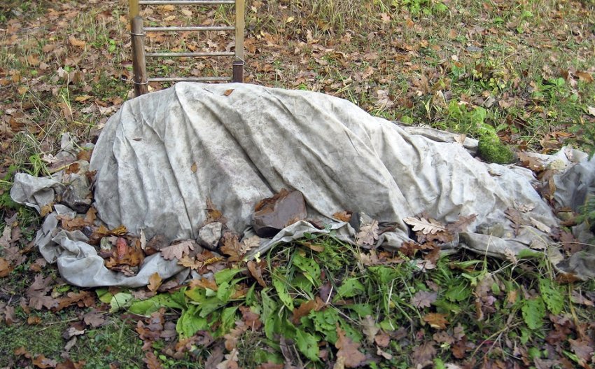 Укритий на зиму аґрус Укритий на зиму аґрус