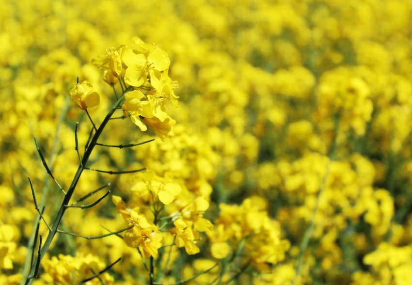 Вінницькі аграрії очікують великого врожаю ріпаку Вінницькі аграрії очікують великого врожаю ріпаку