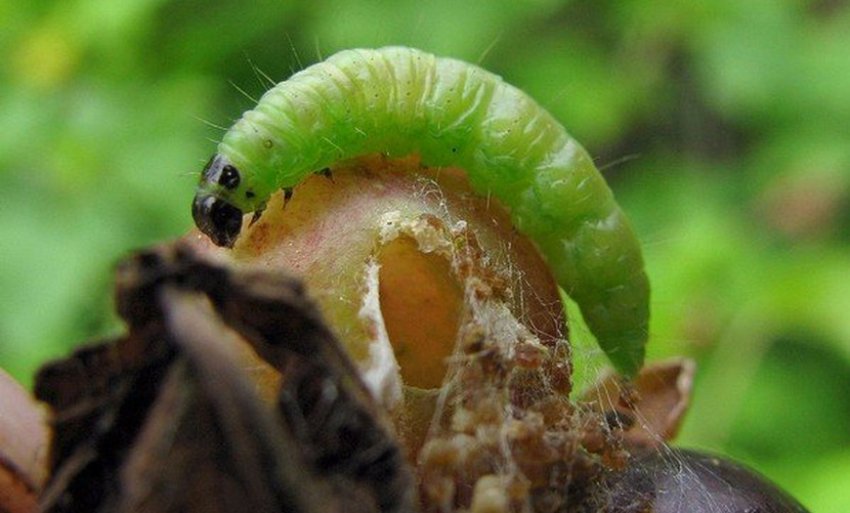 Огнівка на аґрусі Огнівка на аґрусі