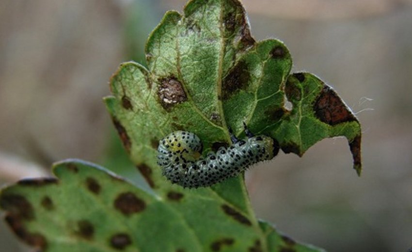 Пильщик на аґрусі Пильщик на аґрусі