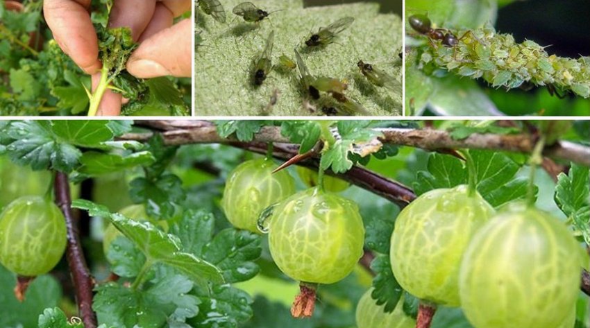 Попелиця на аґрусі Попелиця на аґрусі