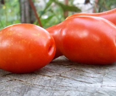 Помідори «Аурія»: опис, агротехніка вирощування