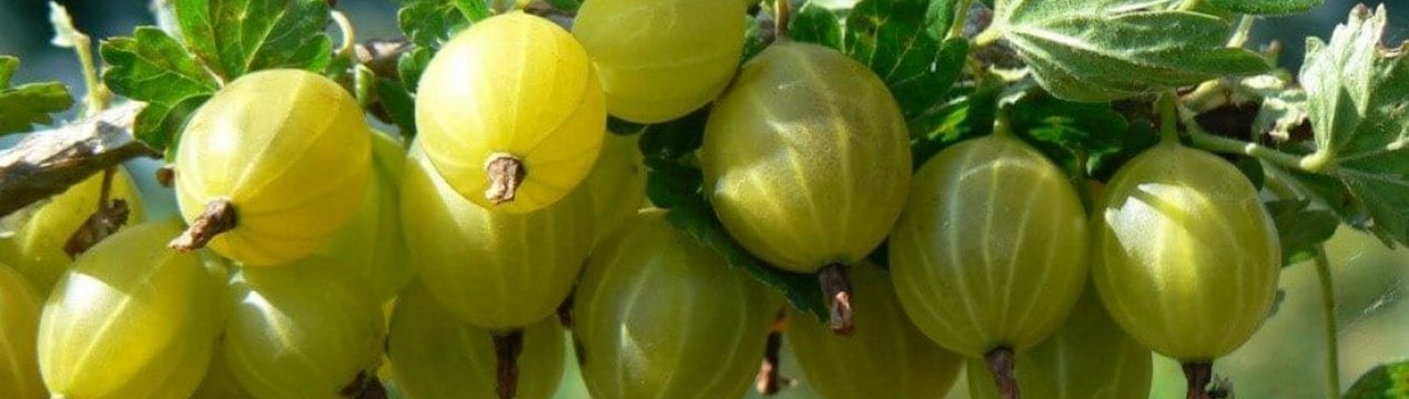Агрус Корал: характеристика, особливості вирощування і розмноження
