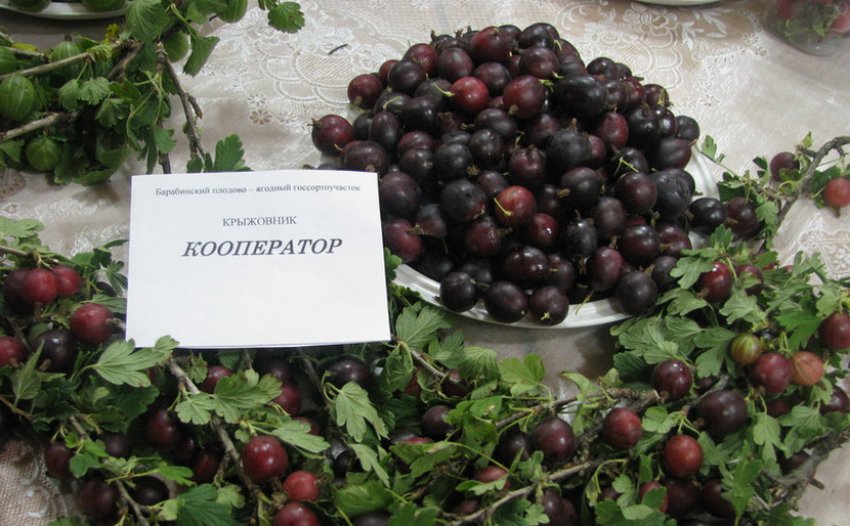 Агрус сорти Кооператор Агрус сорти Кооператор