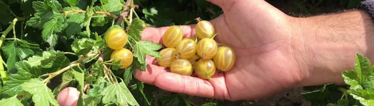 Агрус Ярий: характеристика, особливості вирощування і розмноження