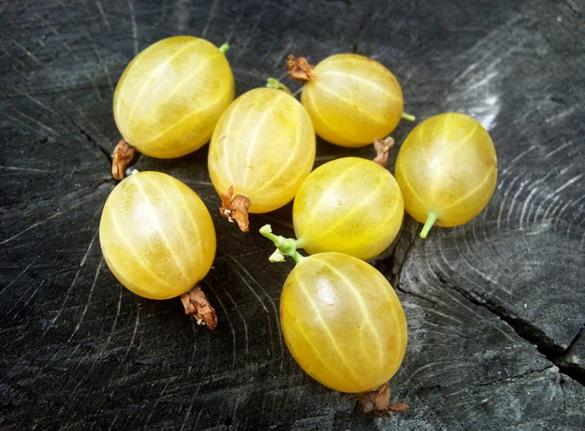 Агрус сорти Ярої Агрус сорти Ярої