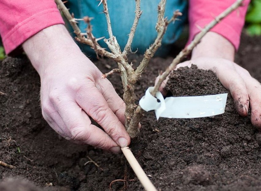 Посадка агрусу Посадка агрусу
