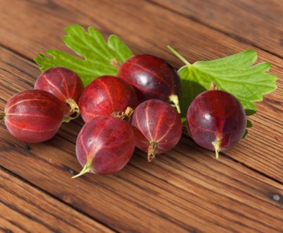 Агрус сорти Спайнфри: зовнішній вигляд і основні характеристики, особливості