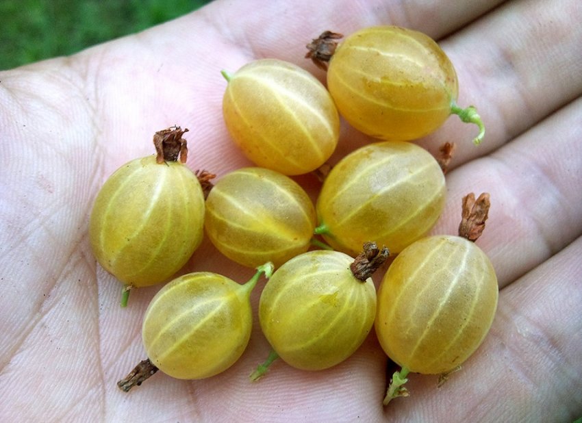 Ягоди агрусу сорти Ярої Ягоди агрусу сорти Ярої