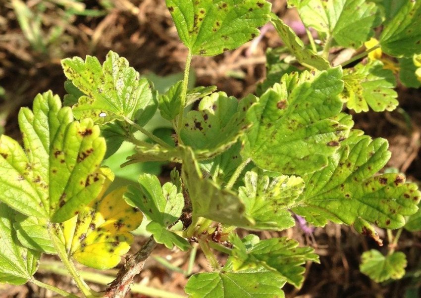 Септоріоз агрусу Септоріоз агрусу