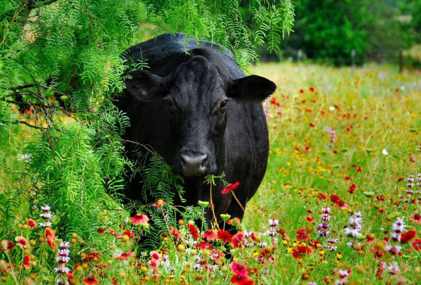 Південноосетинські корівки вишикувалися на щеплення