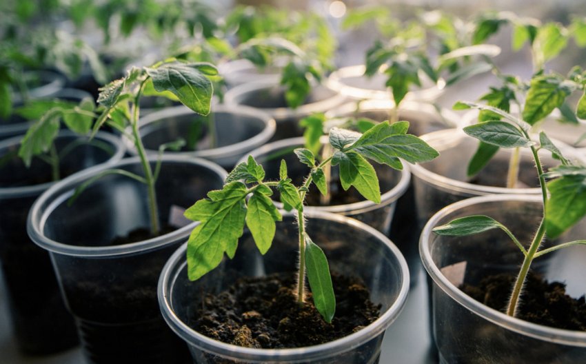 Розсада томатів Розсада томатів