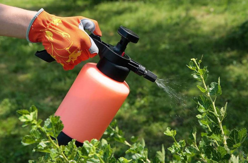 Обробка агрусу від хвороб і шкідників Обробка агрусу від хвороб і шкідників