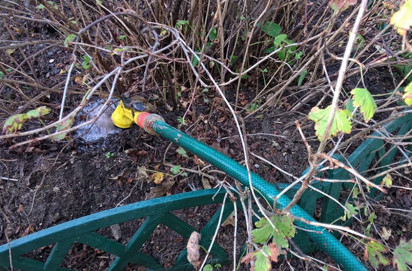 Полив агрусу Полив агрусу