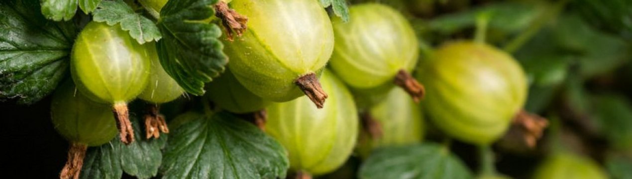 Агрус Інвікта: характеристика, особливості вирощування, розмноження