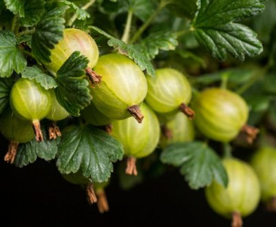 Агрус Інвікта: характеристика, особливості вирощування, розмноження