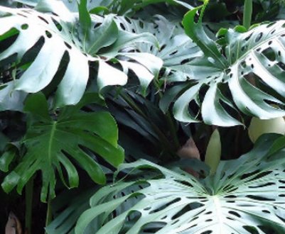 Чи можна тримати вдома кімнатний квітка монстера