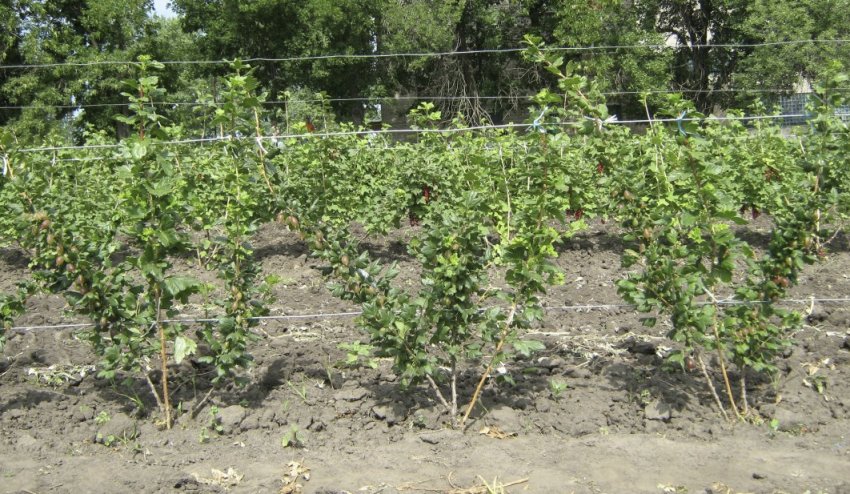 Аґрус на шпалері