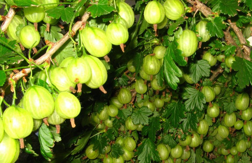 Агрус сорти Інвікта