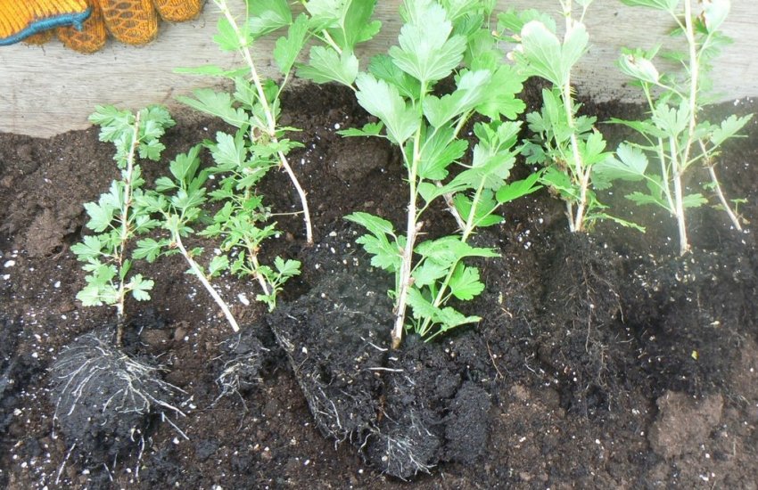 Саджанці агрусу