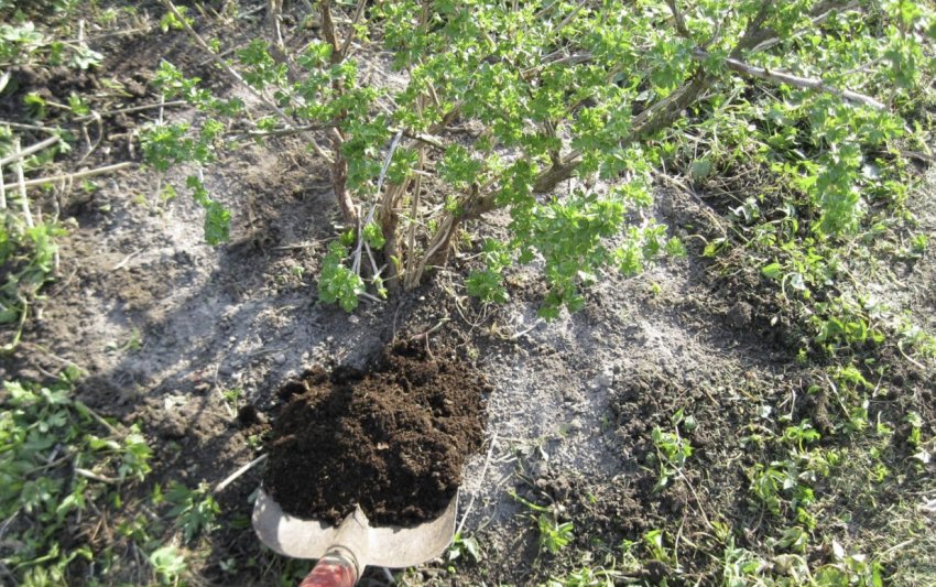 Органічне добриво для аґрусу