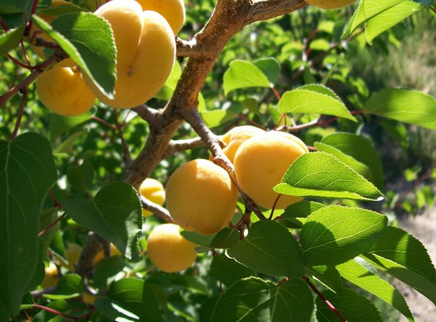На ринку абрикосів України загострюється конкуренція