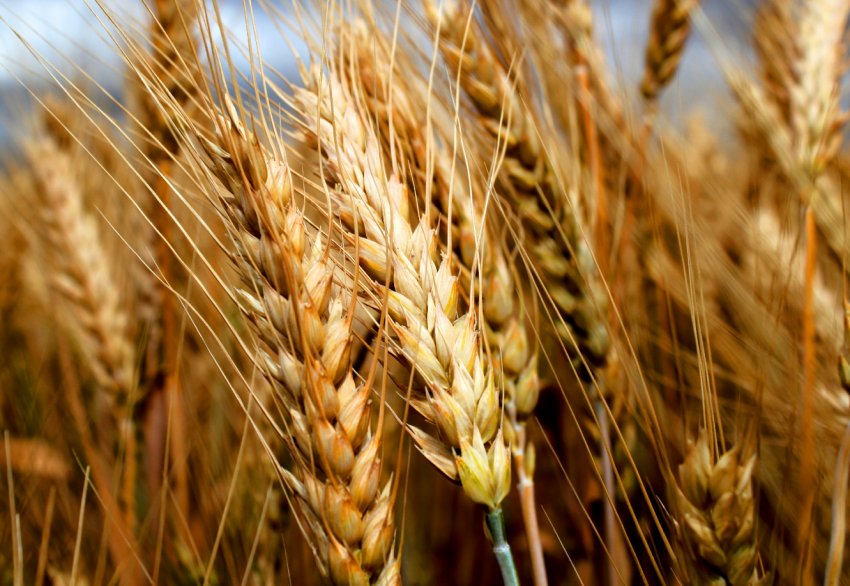 Спека шкодить посівам озимої пшениці та ріпаку в Сумській області Спека шкодить посівам озимої пшениці та ріпаку в Сумській області