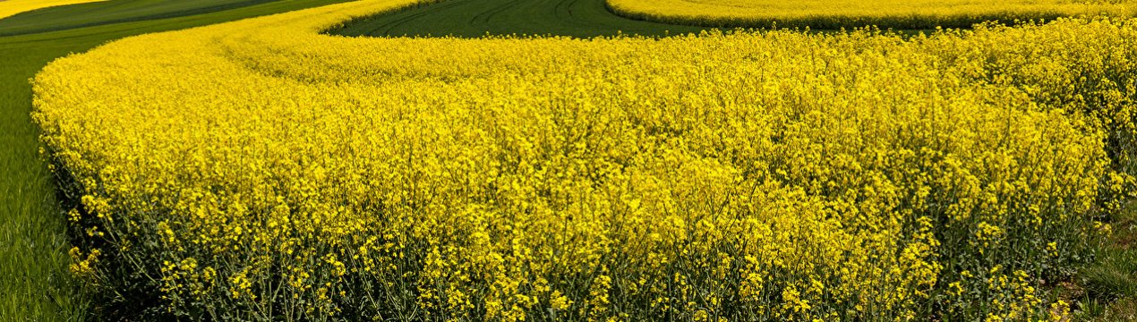 Спека шкодить посівам озимої пшениці та ріпаку в Сумській області