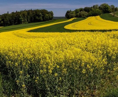 Спека шкодить посівам озимої пшениці та ріпаку в Сумській області