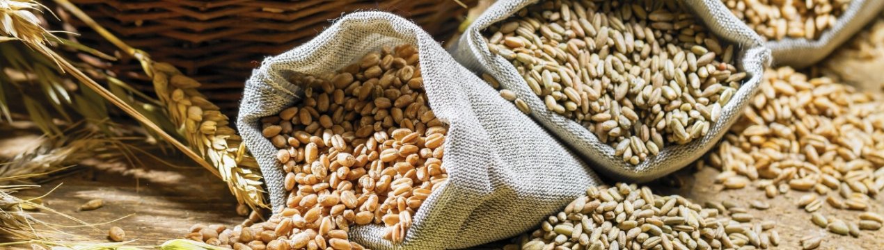 Україна може збільшити експортні поставки зерна в Китай