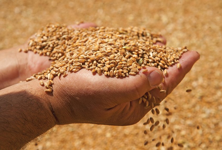 Україна може збільшити експортні поставки зерна в Китай Україна може збільшити експортні поставки зерна в Китай