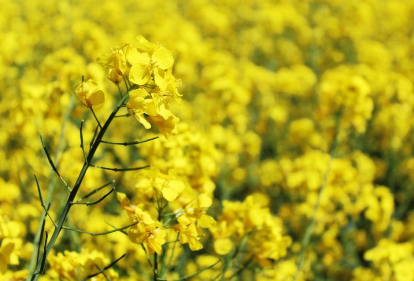 Україна може збільшити експортні поставки зерна в Китай Україна може збільшити експортні поставки зерна в Китай