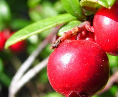 Брусниця при лікуванні нирок, як приймати