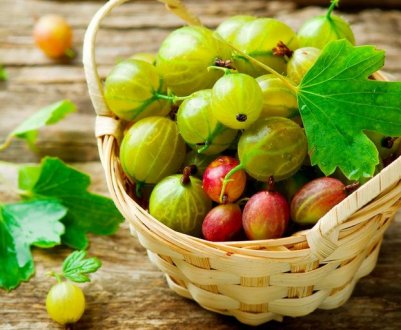 Як, де і коли краще садити аґрус, вибір найбільш відповідного сорту